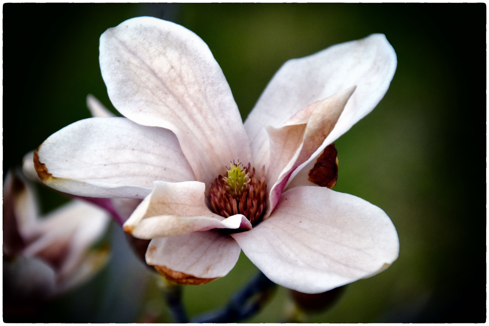 Magnolienblüte