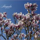 MAGNOLIENBLÜTE