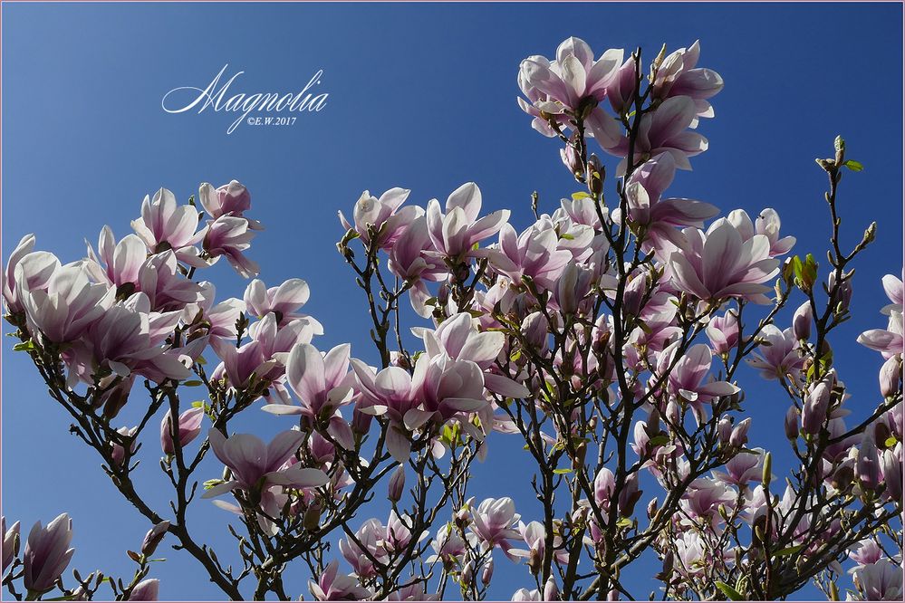 MAGNOLIENBLÜTE