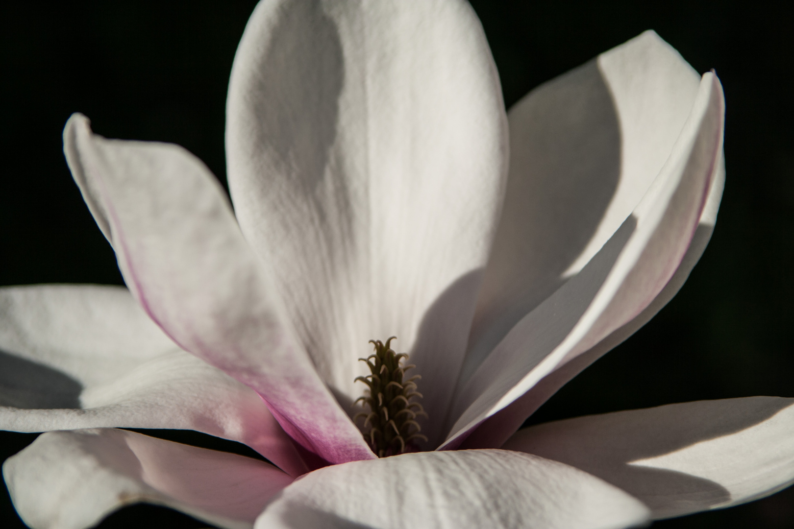 Magnolienblüte