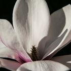 Magnolienblüte