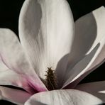 Magnolienblüte