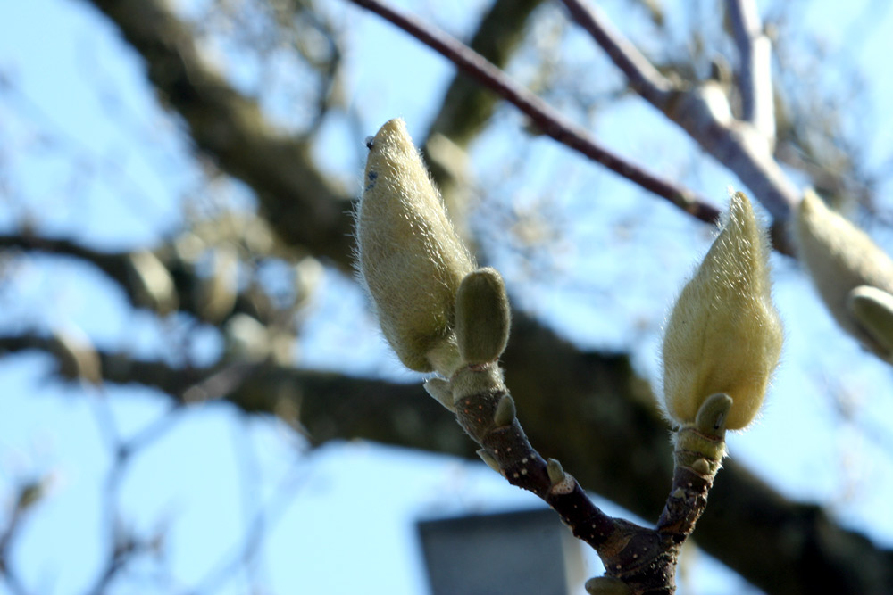 Magnolienblüte