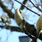 Magnolienblüte