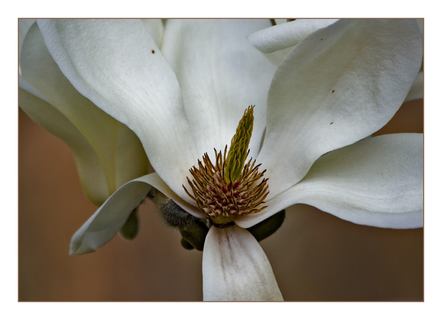 Magnolienblüte