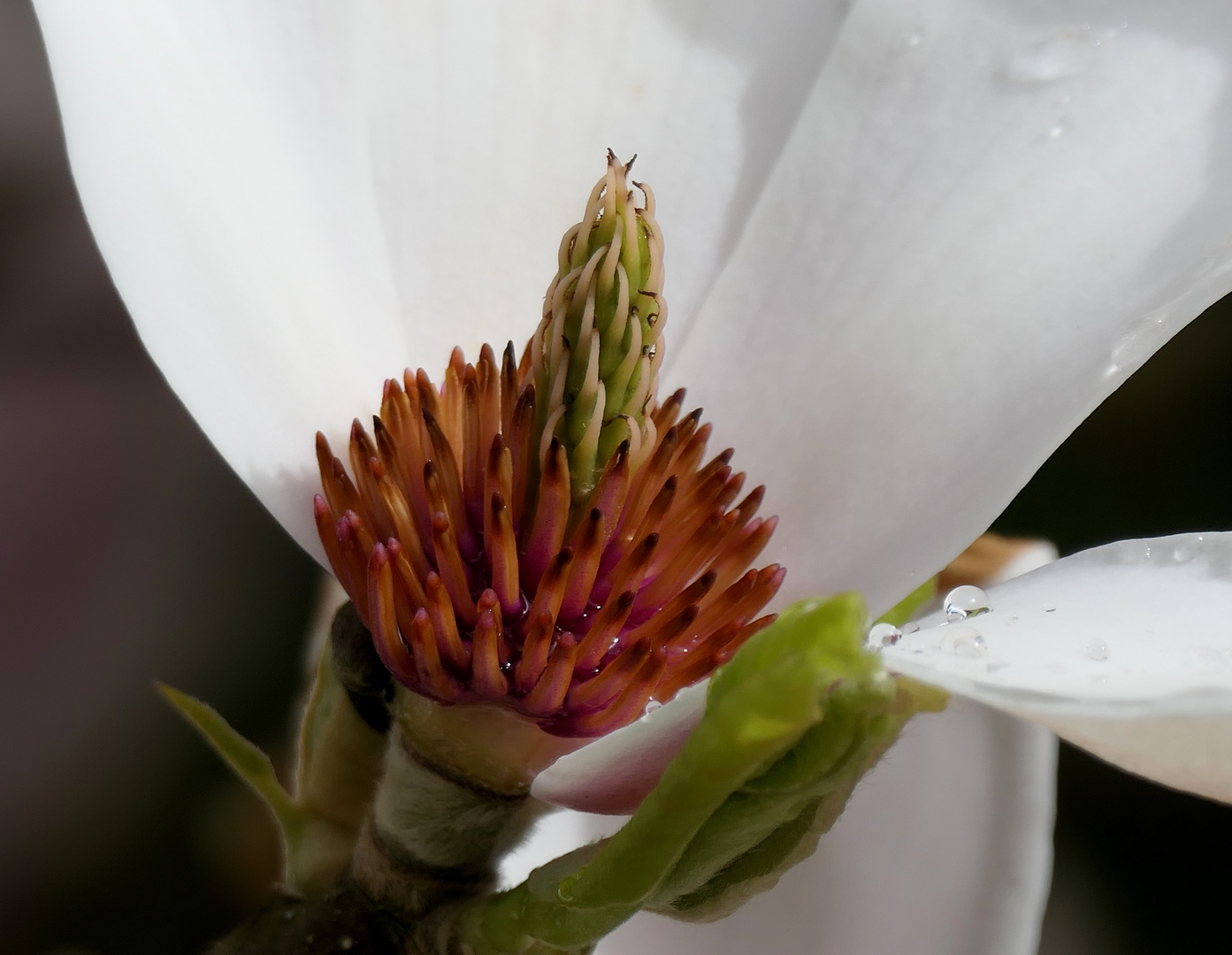 Magnolienblüte