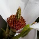 Magnolienblüte