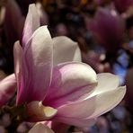 Magnolienblüte