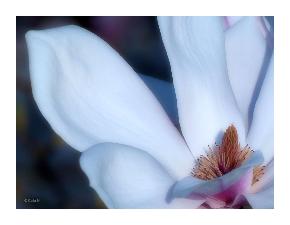 Magnolienblüte