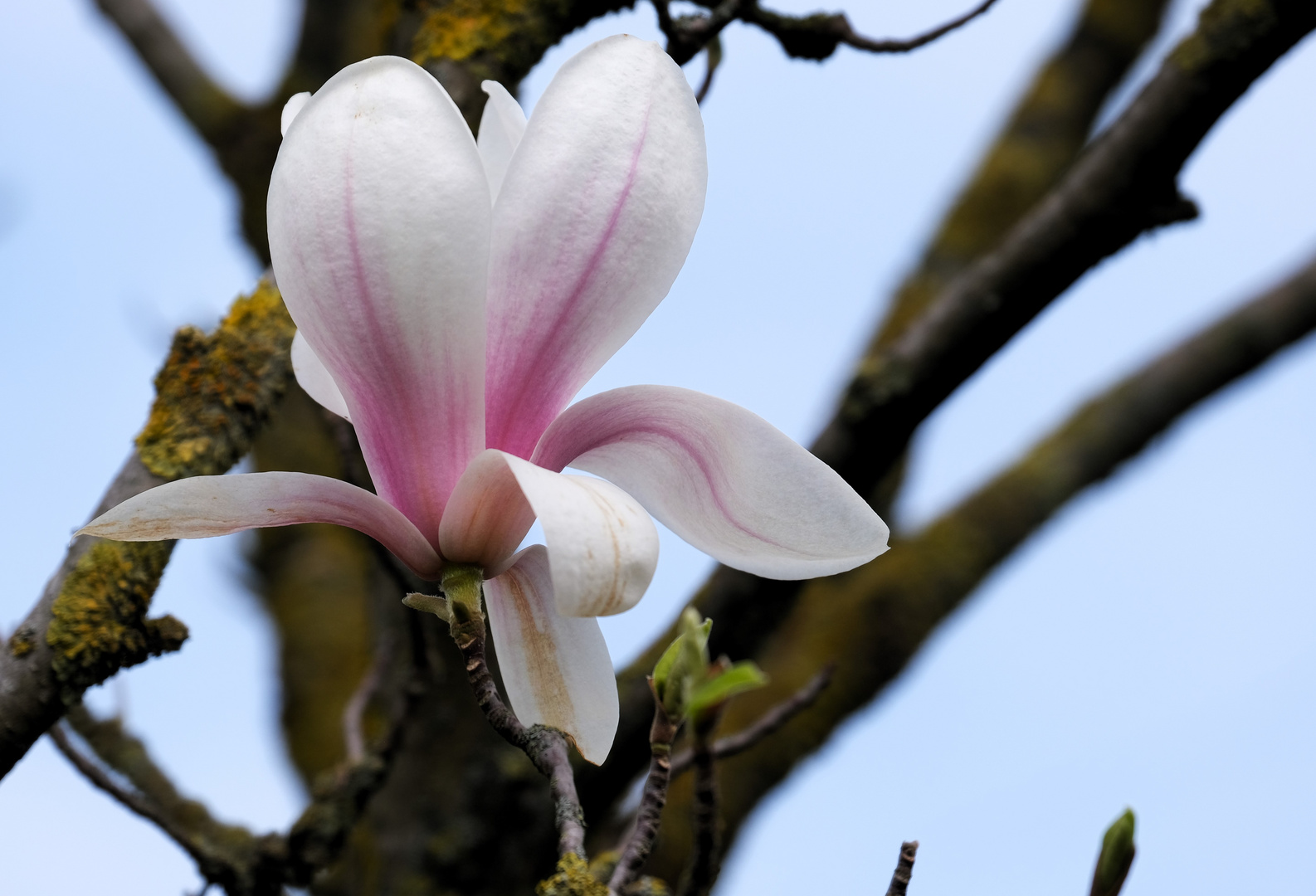 Magnolienblüte