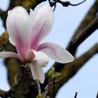 Magnolienblüte