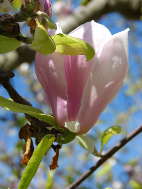 Magnolienblüte