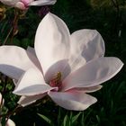 Magnolienblüte