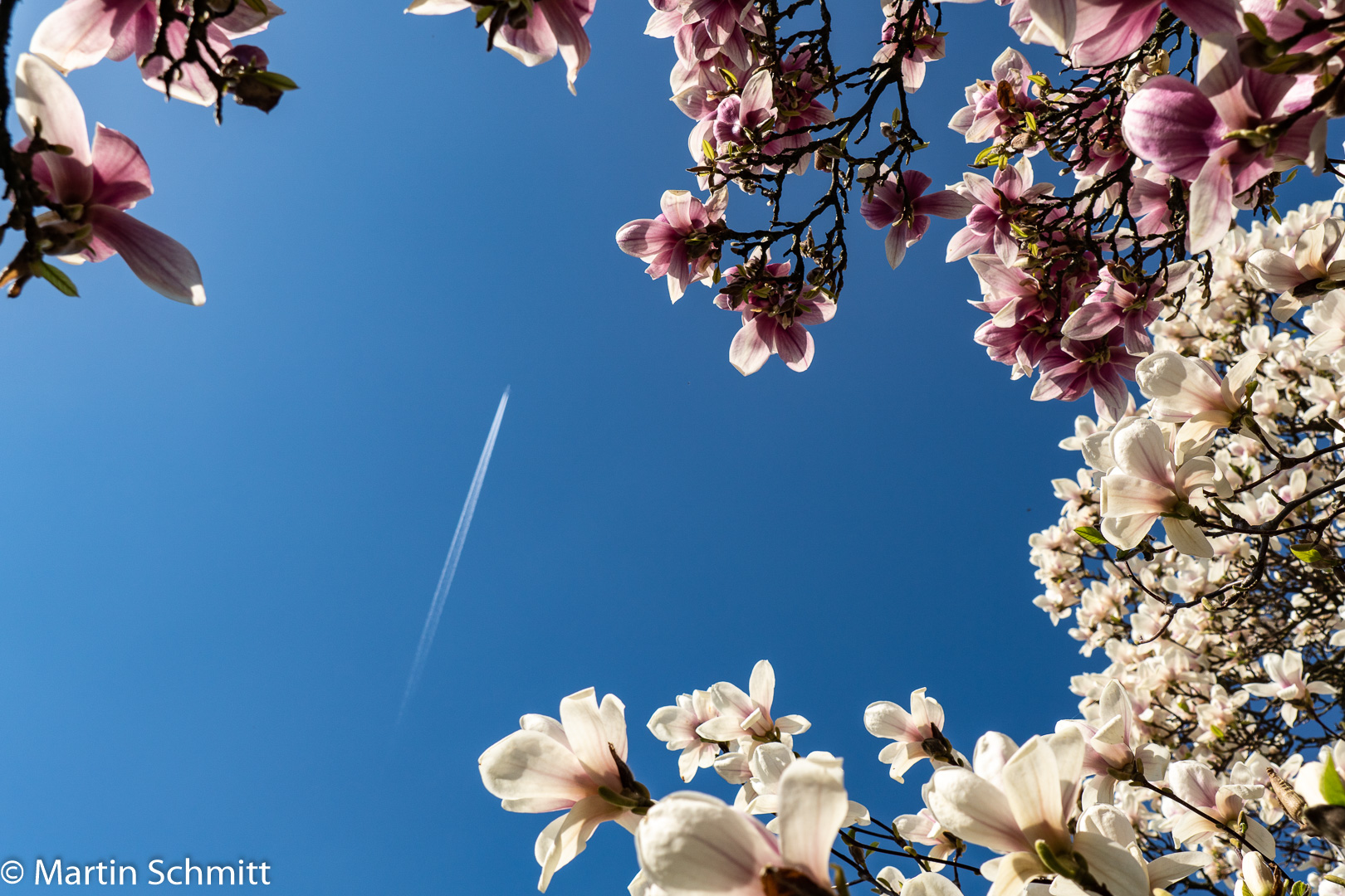 Magnolienblüte