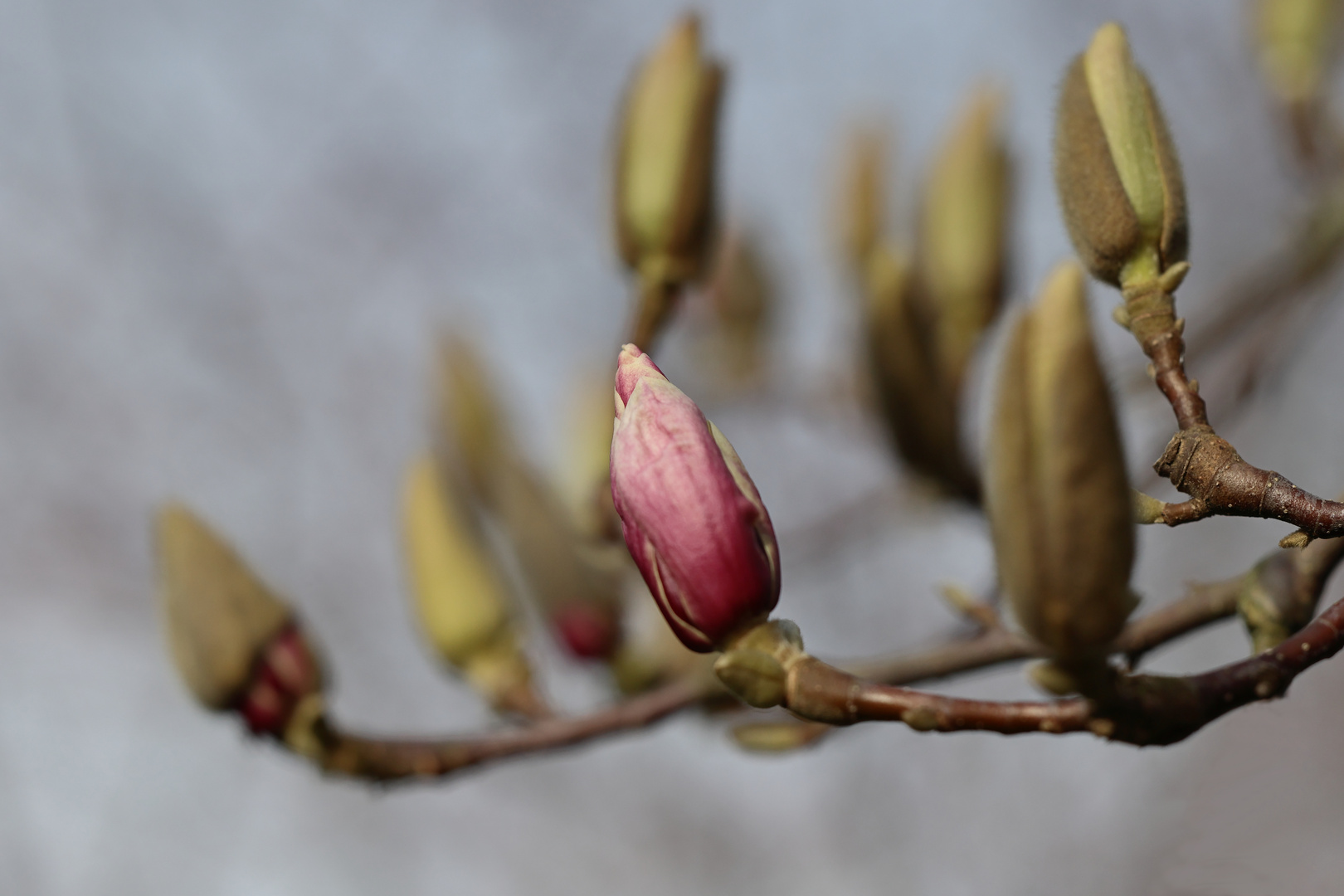   Magnolienblüte.....