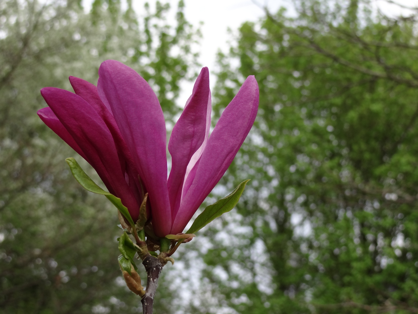 Magnolienblüte