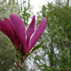 Magnolienblüte