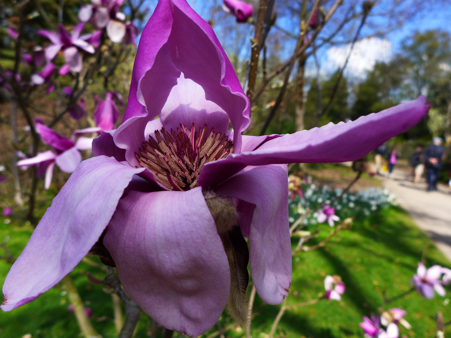 Magnolienblüte