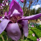 Magnolienblüte