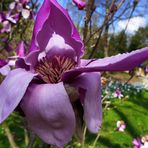 Magnolienblüte