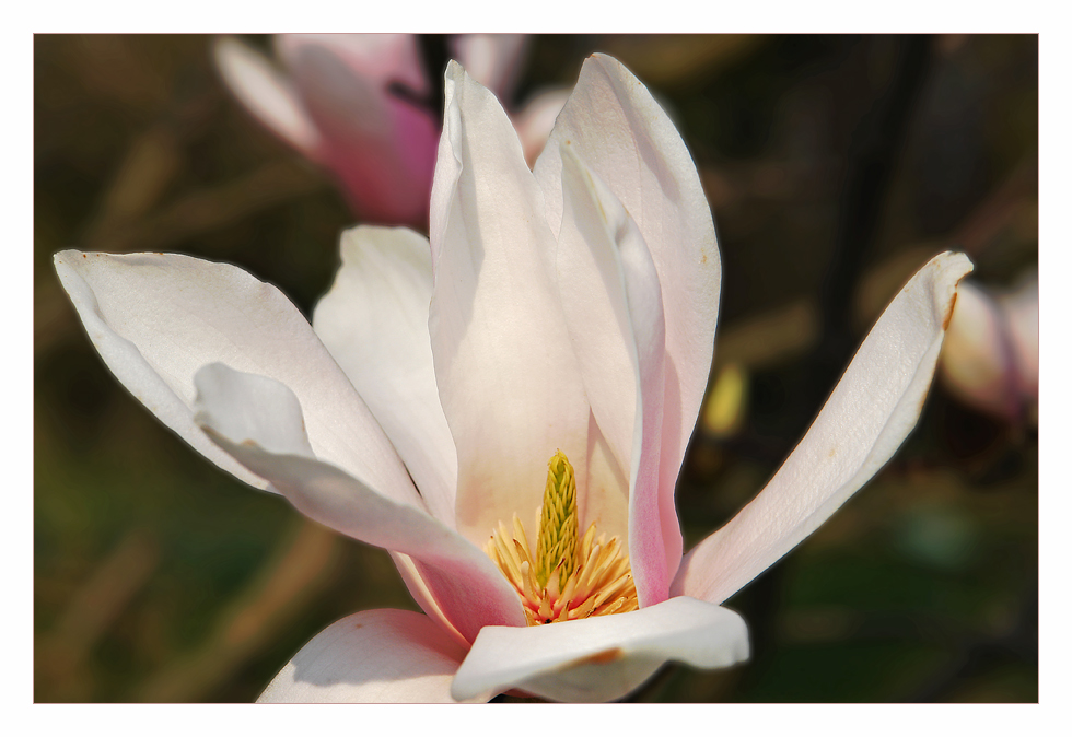 Magnolienblüte