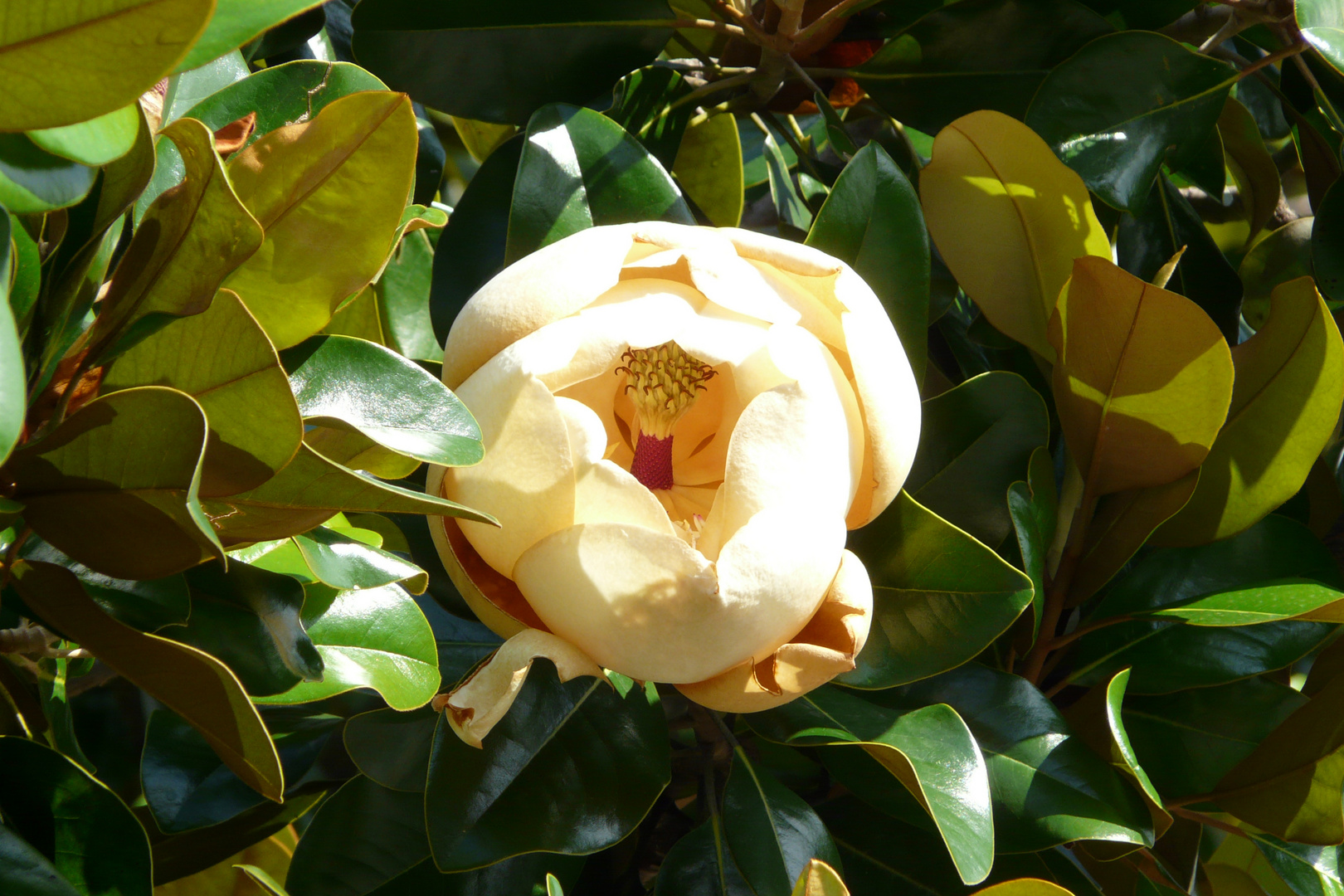 Magnolienblüte am Gardasee