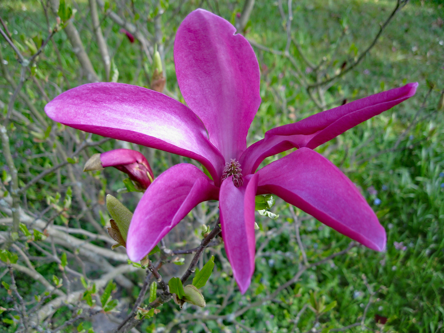 Magnolienblüte am Mittwoch