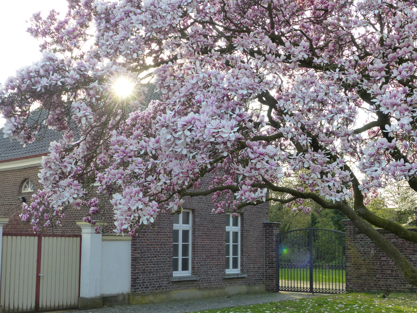 Magnolienblüte am Niederrhein