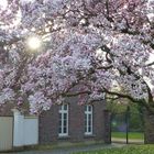 Magnolienblüte am Niederrhein