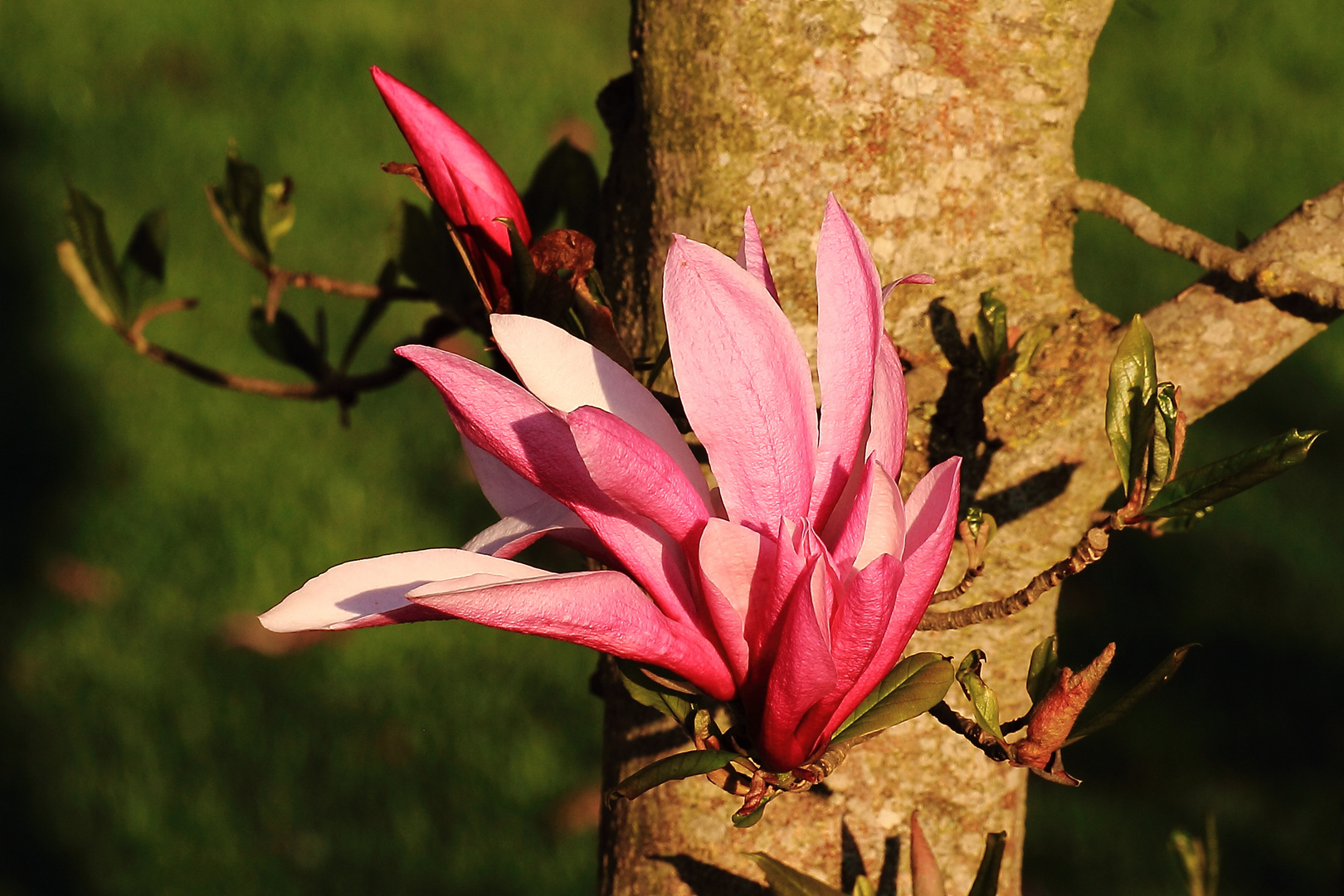 Magnolienblüte am Stamm