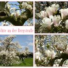 Magnolienblüte an der Bergstraße