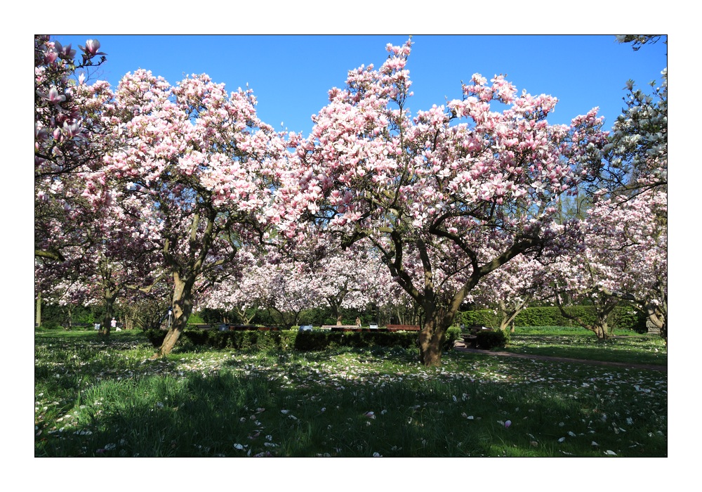 Magnolienblüte Aschaffenburg