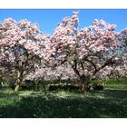 Magnolienblüte Aschaffenburg