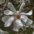 magnolienblüte