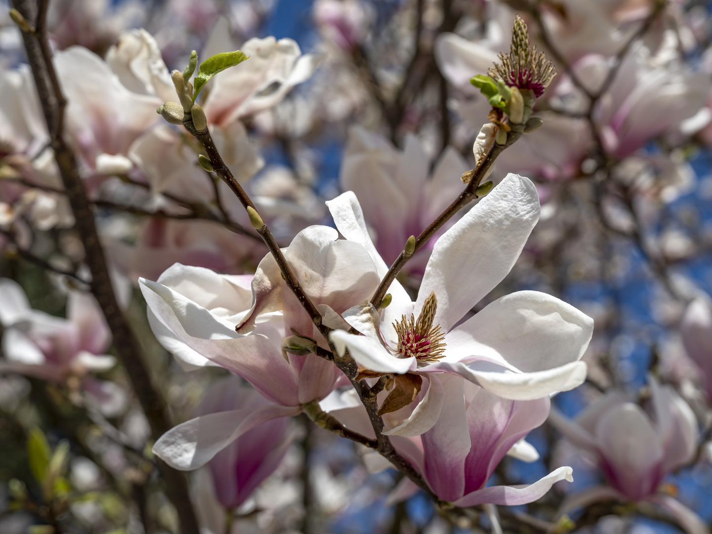 Magnolienblüte