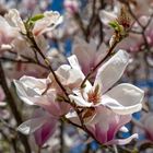 Magnolienblüte