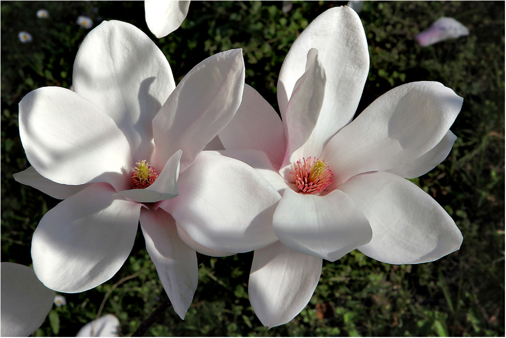 Magnolienblüte