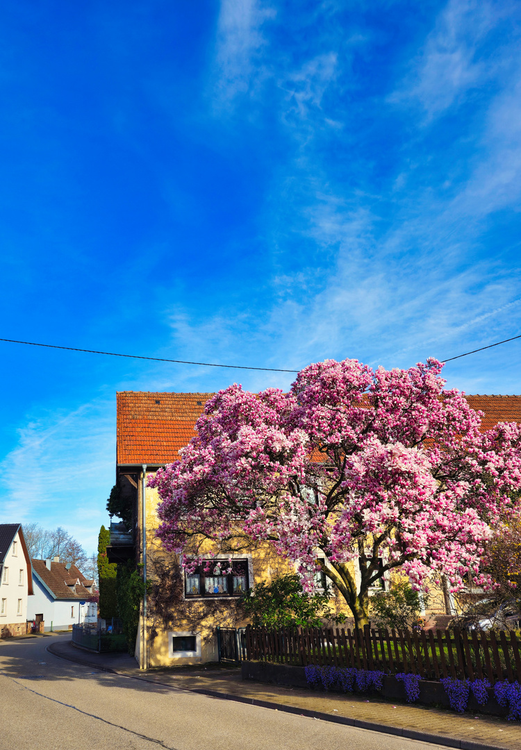 Magnolienblüte