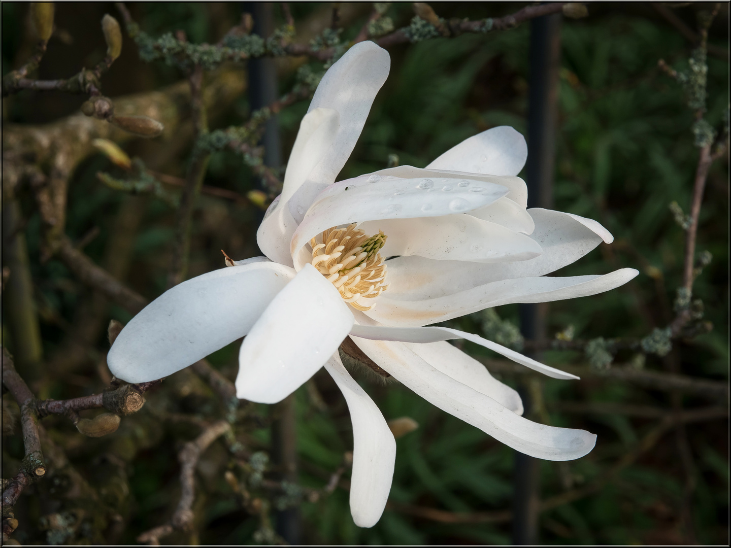 Magnolienblüte...