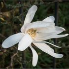 Magnolienblüte...