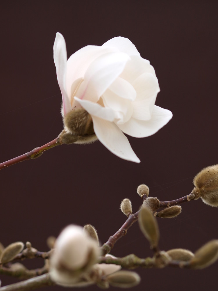 Magnolienblüte