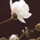 Magnolienblüte