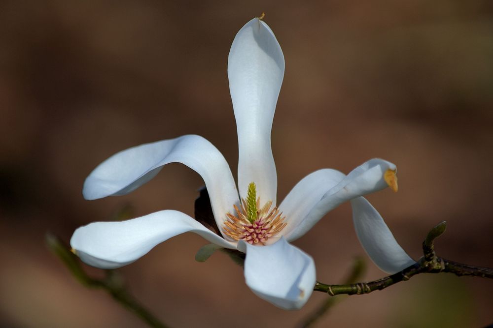 Magnolienblüte