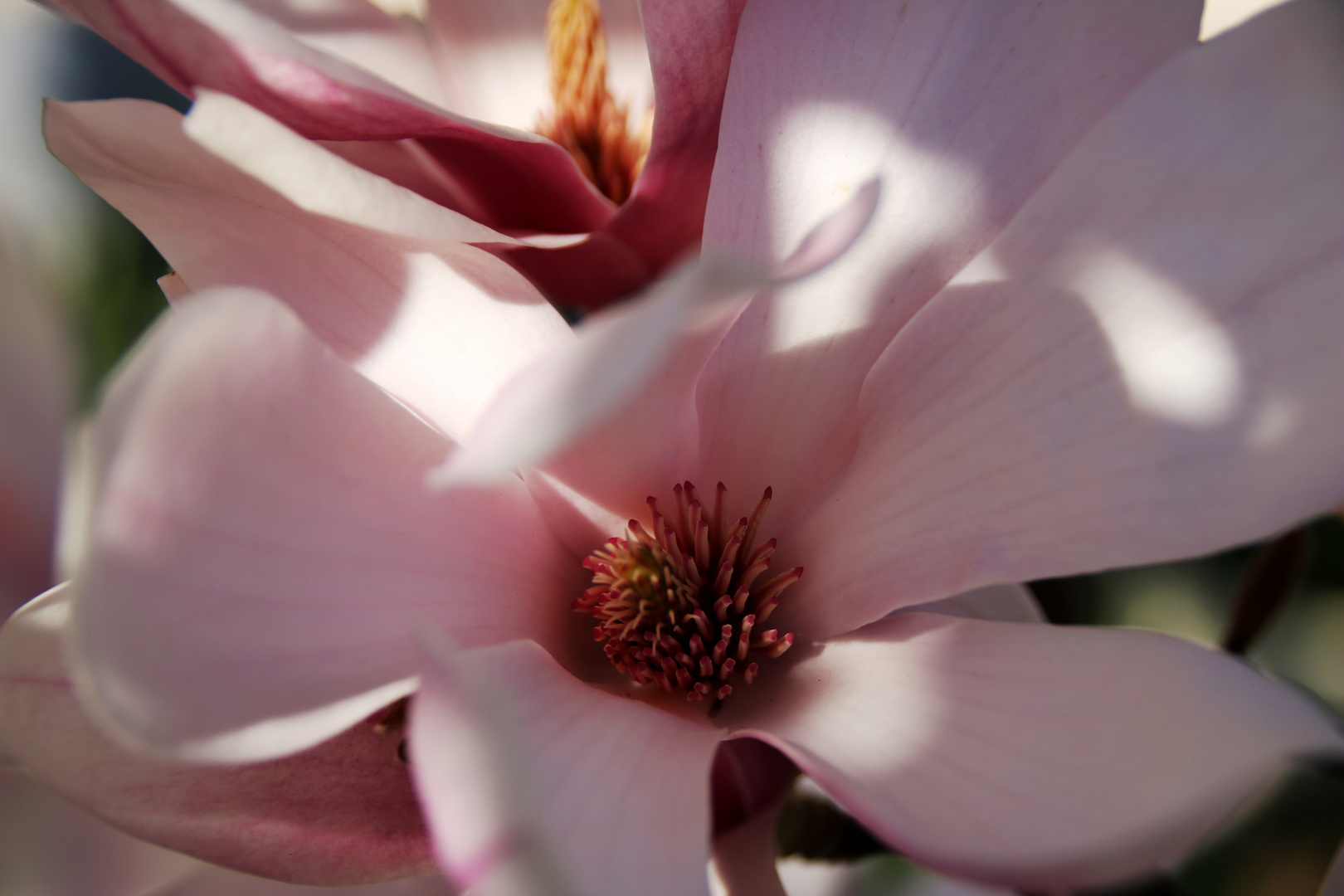 Magnolienblüte