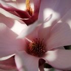 Magnolienblüte