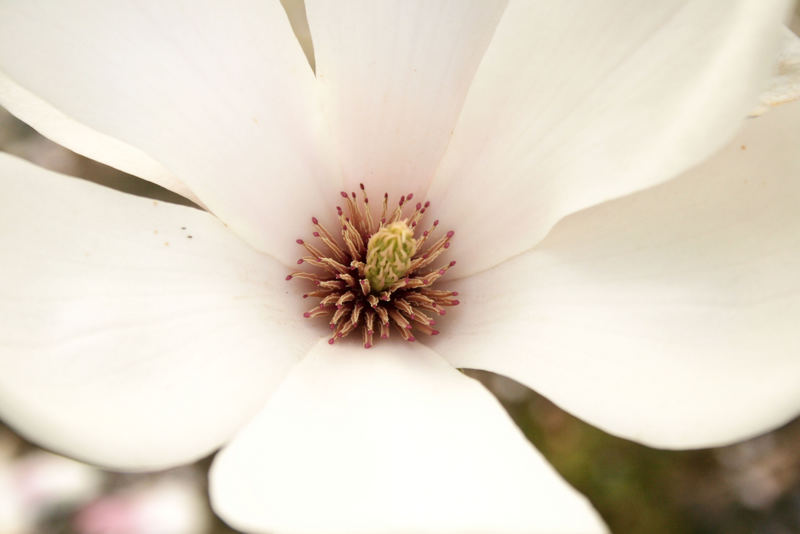 Magnolienblüte