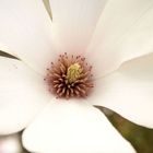 Magnolienblüte