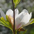 Magnolienblüte