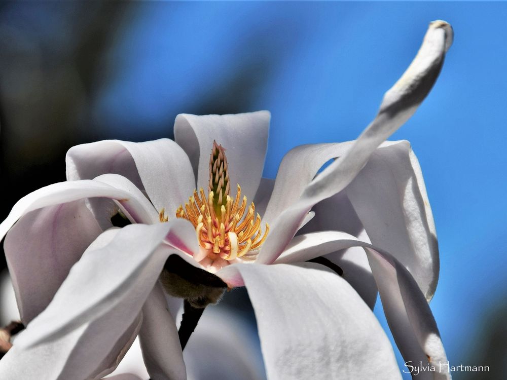 Magnolienblüte