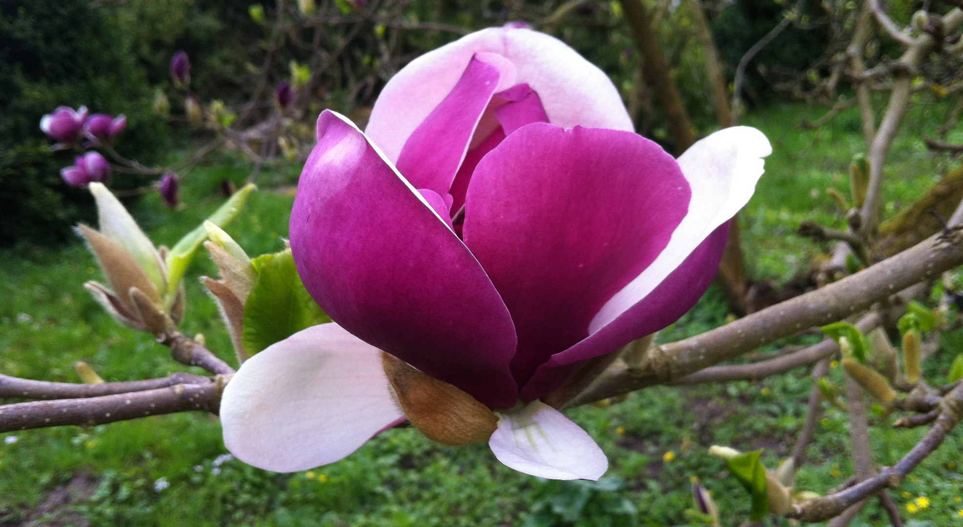 Magnolienblüte